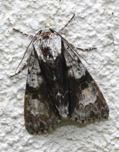Réf. 236 234 : Acronicta alni